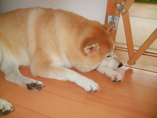’13,9,10(火)静かな興津海岸に~!_f0060461_14393856.jpg