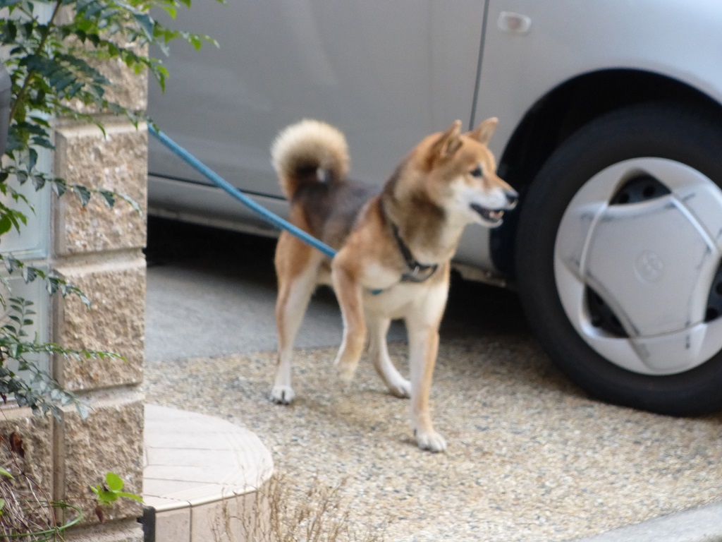 柴犬・ポポンタ_f0205367_1811579.jpg