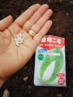 プチ便り(秋野菜の種まき)_a0206870_056980.jpg