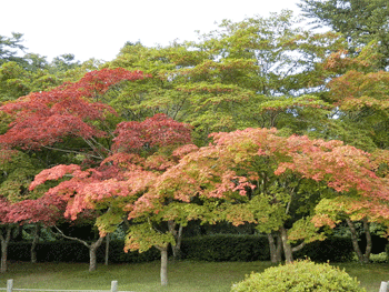 2013年9月4日（水）曇り一時雨のち晴れ_f0140773_14415631.gif