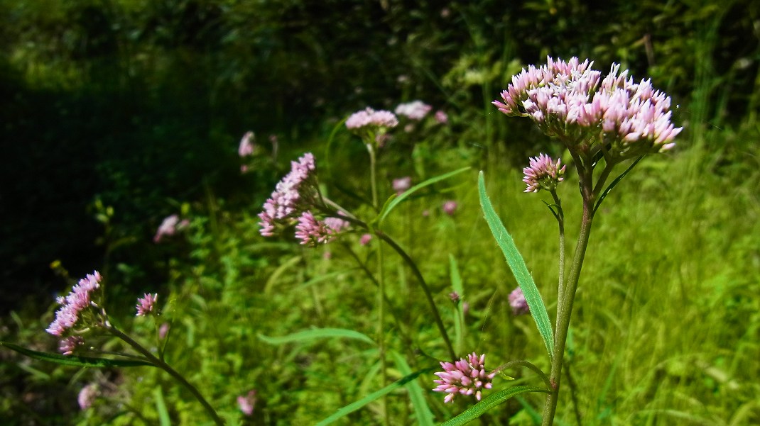 a0152692_17525845.jpg