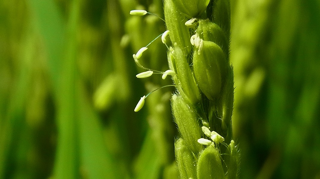 a0152692_1832731.jpg