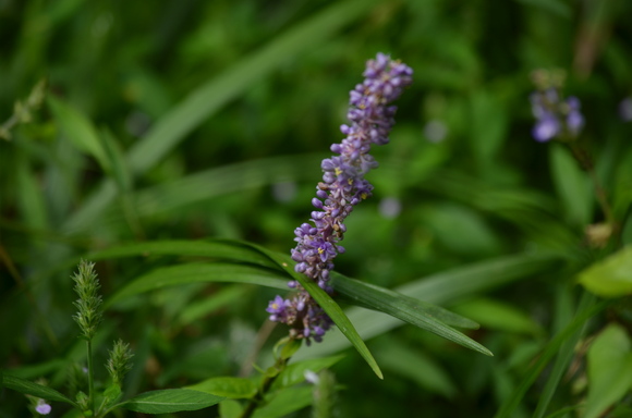 a0288500_1540233.jpg