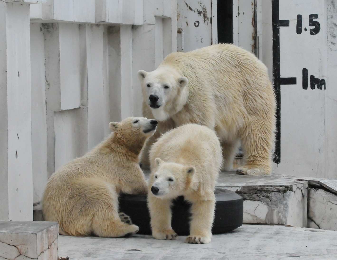 ウェイクアップ・タイム ｜ ララ＆ポロマル 円山動物園_e0319302_17244958.jpg