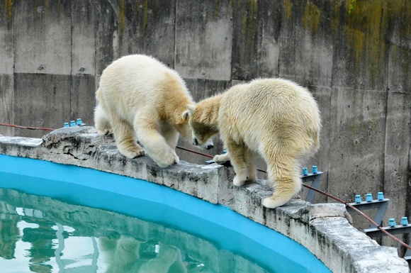 ウェイクアップ・タイム ｜ ララ＆ポロマル 円山動物園_e0319302_17284714.jpg