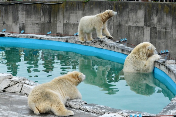 ウェイクアップ・タイム ｜ ララ＆ポロマル 円山動物園_e0319302_17293632.jpg