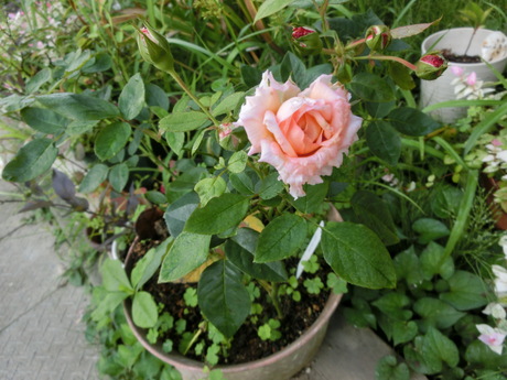 a0203003_10047.jpg