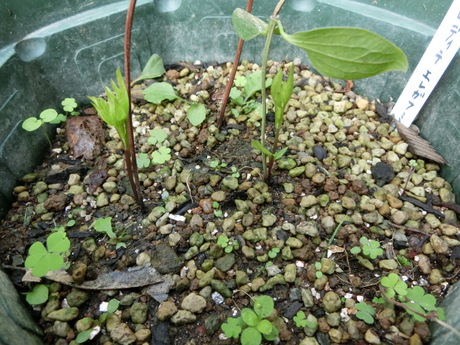 a0203003_9594640.jpg