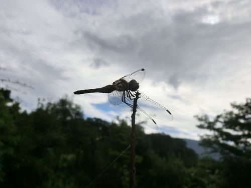 c0156104_203751100.jpg