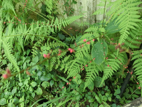 c0156104_2039294.jpg