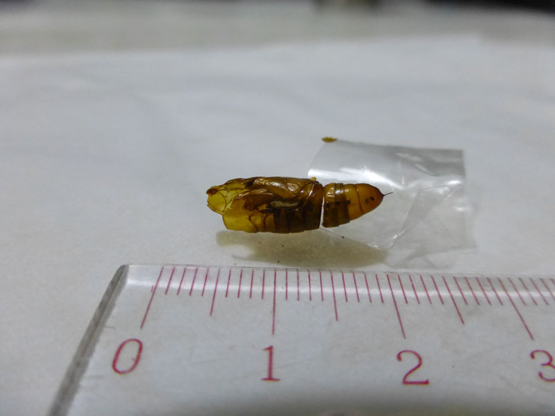 プリンタの 給紙トレイの中に 昆虫ブログ むし探検広場 プリンタの 給紙トレイの中に 昆虫ブログ むし探検広場