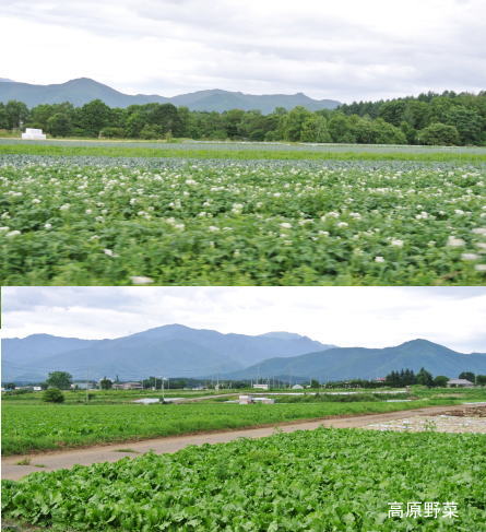 清里 kiyosato in 山梨県_e0099614_23521696.jpg