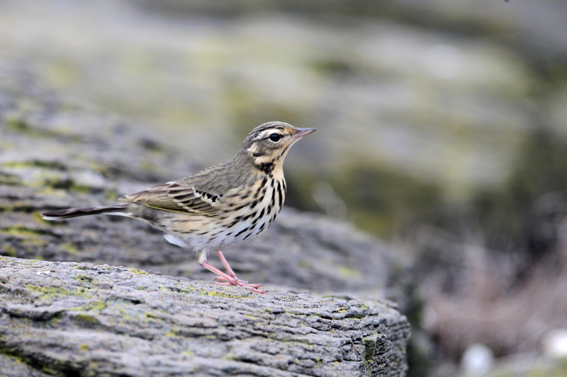 2013年春/離島の鳥達-27/ビンズイ_f0178716_14363510.jpg