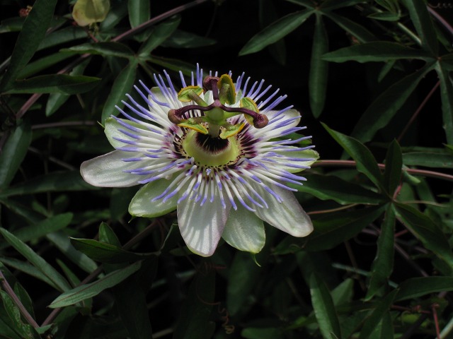 e0117318_14241858.jpg