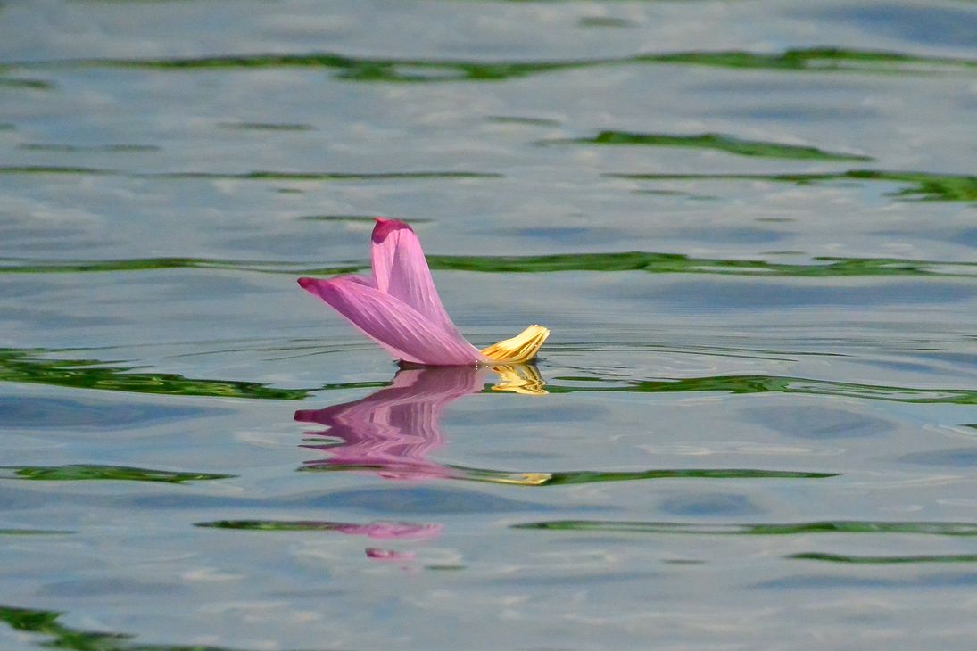 漣に揺れて蓮の花の小舟が往く_a0031821_10283172.jpg