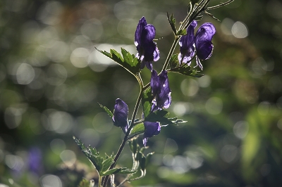 e0242721_9571269.jpg