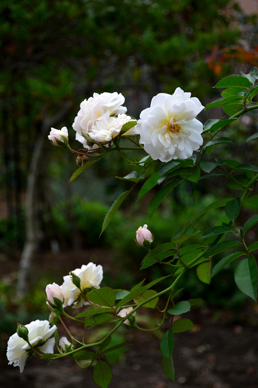 d0096422_13521928.jpg