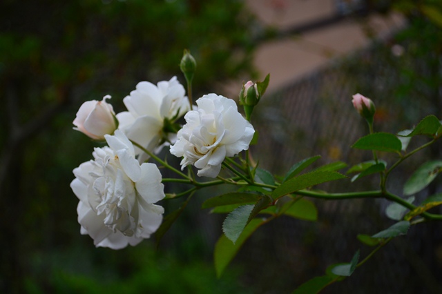 d0096422_13532181.jpg