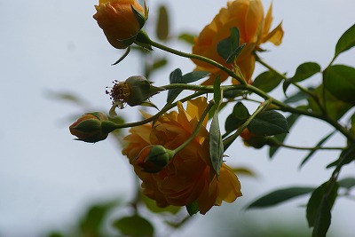 f0170524_134901.jpg