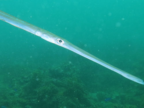 2013年9月11日(水・晴れ)甲浦_d0164831_15293987.jpg