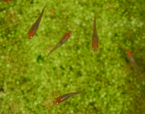 e0097534_1710040.jpg