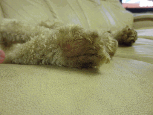 c0136736_19452114.gif