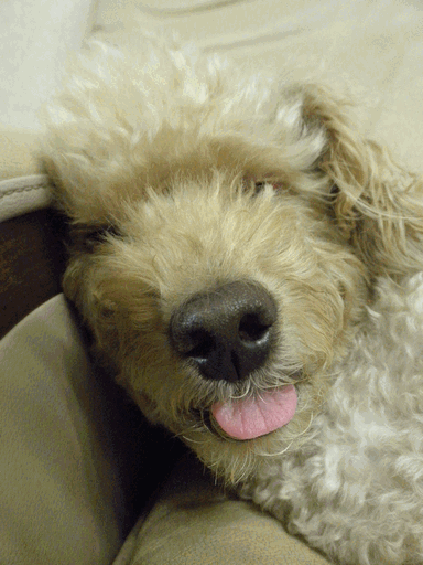 c0136736_19555895.gif