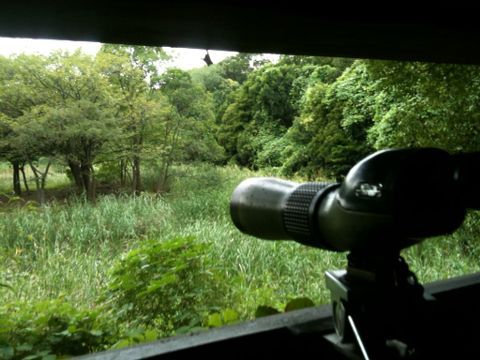 東京港野鳥公園(9月11日)_e0213636_20382954.jpg