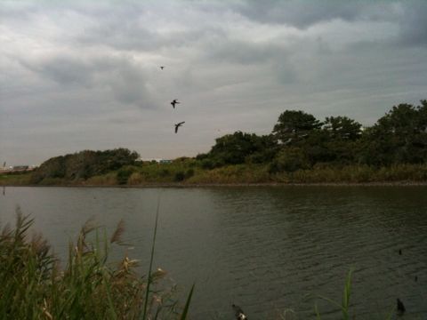 東京港野鳥公園(9月11日)_e0213636_20391445.jpg