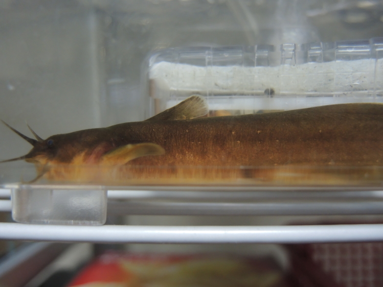 ルー大柴のリバーとトゥギャザーin秋川 鑑賞魚のブログ お魚まにあ 終了