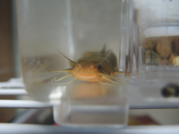 ルー大柴のリバーとトゥギャザーin秋川 鑑賞魚のブログ お魚まにあ 終了