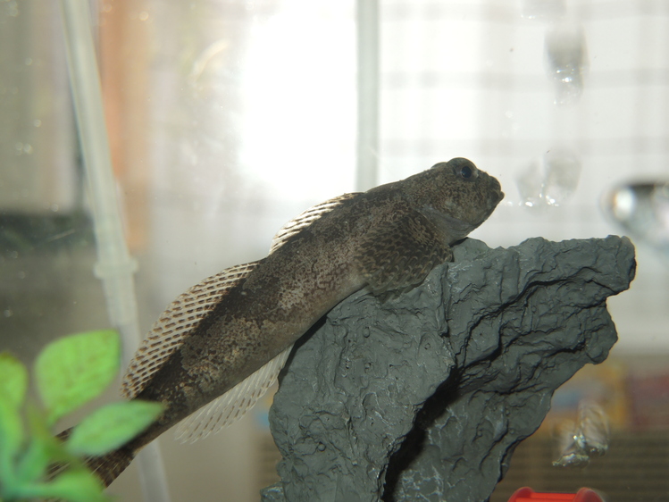 ルー大柴のリバーとトゥギャザーin秋川 鑑賞魚のブログ お魚まにあ 終了