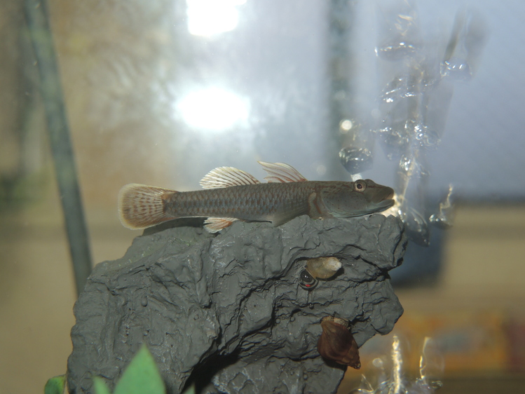 ルー大柴のリバーとトゥギャザーin秋川 鑑賞魚のブログ お魚まにあ 終了