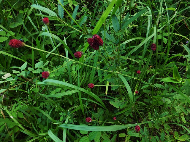 d0048350_20415538.jpg