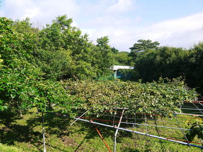 水源キウイ 今年も完全無農薬で育っています!収穫は11月下旬です!!_a0254656_19341637.jpg