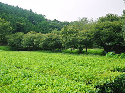 水源キウイ　今年も完全無農薬で育っています！収穫は11月下旬です!!_a0254656_1949491.jpg