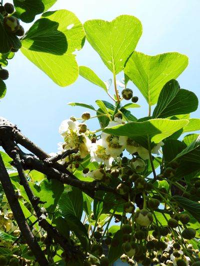 水源キウイ 今年も完全無農薬で育っています!収穫は11月下旬です!!_a0254656_2062550.jpg