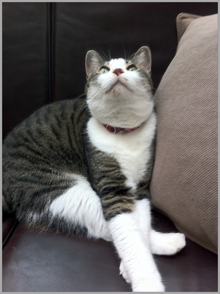 猫達のあご裏とへの字口が好き 猫に満たされて
