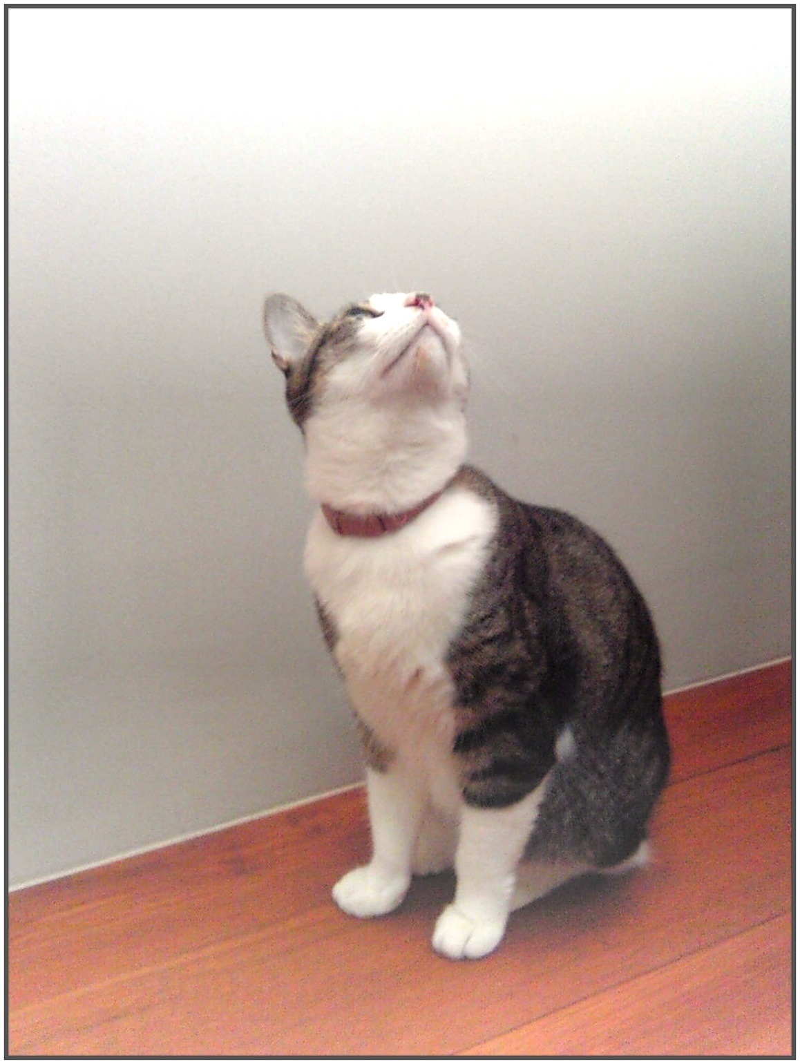 猫達のあご裏とへの字口が好き 猫に満たされて 猫達のあご裏とへの字口が好き 猫に満たされて