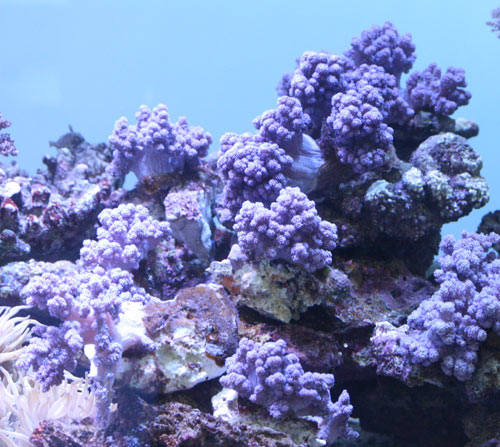 貝。サンゴ 45 サンゴ骨格を穿孔する巻き貝 ＜イシカブラとムロガイの仲間