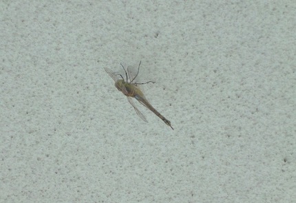 f0054859_6571463.jpg