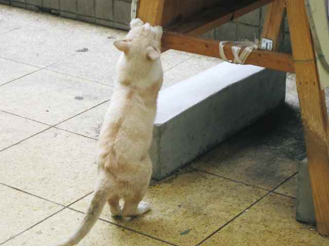 【伊東温泉・器量よしの猫だらけ】_c0042960_16111965.jpg