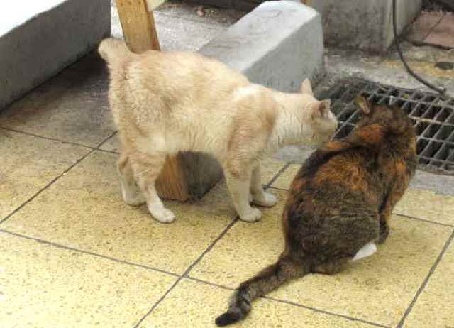 【伊東温泉・器量よしの猫だらけ】_c0042960_1611305.jpg
