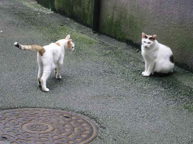 【伊東温泉・器量よしの猫だらけ】_c0042960_16114664.jpg