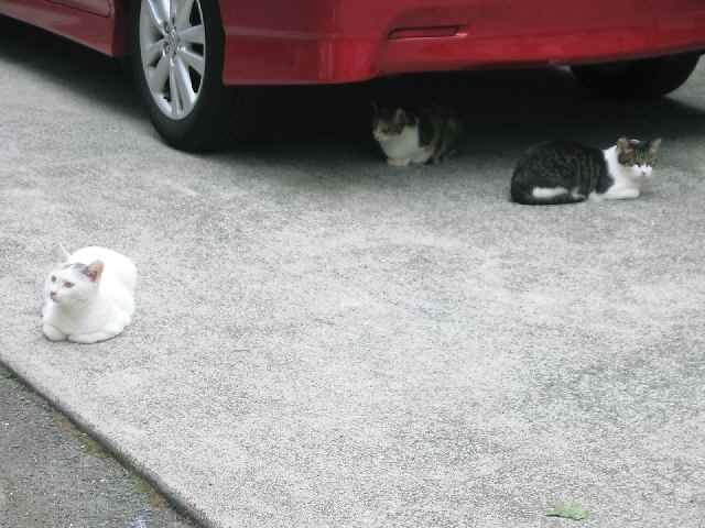 【伊東温泉・器量よしの猫だらけ】_c0042960_16121394.jpg
