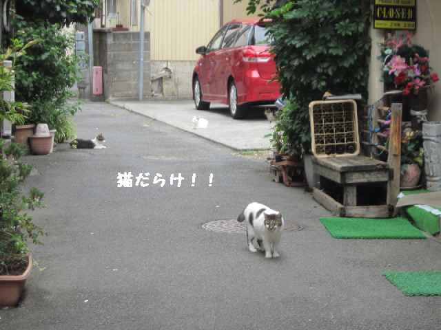 【伊東温泉・器量よしの猫だらけ】_c0042960_1612314.jpg