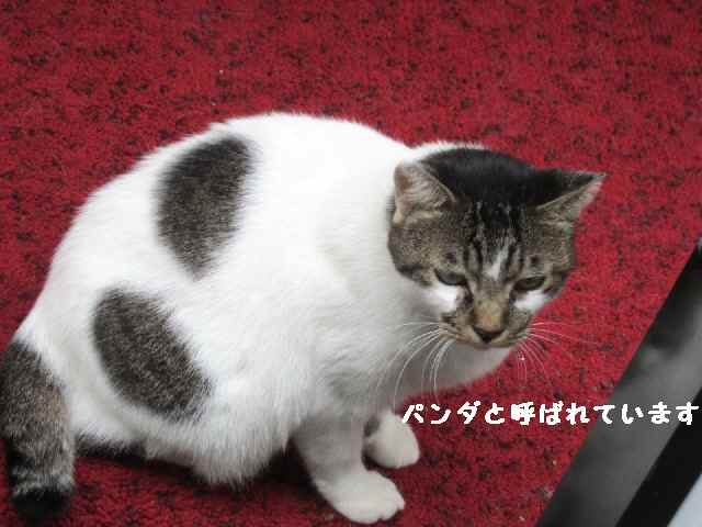 【伊東温泉・器量よしの猫だらけ】_c0042960_1612810.jpg