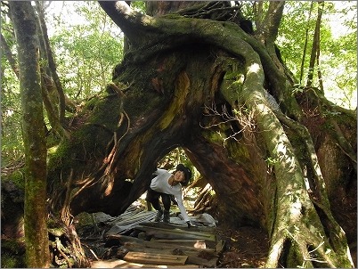 【 2013夏 屋久島旅行記 白谷雲水峡編 】_c0199166_1919432.jpg