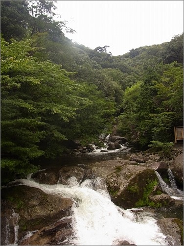 【 2013夏 屋久島旅行記 白谷雲水峡編 】_c0199166_1965643.jpg