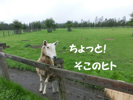 ２０１３　夏の北海道　そのはち_b0193480_13552951.jpg